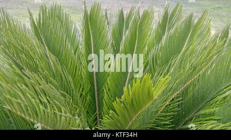 Cycas revoluta, Sago Palm, King Sago, Sago cycad, Sago Palmblättern. Stockfoto