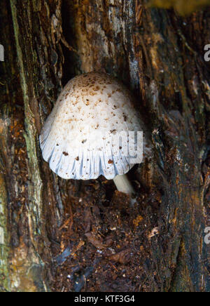 Gemeinsamen Tinte Cap Coprinus atramentarius Stockfoto