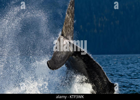 Buckelwal In die broughton Archipel, erste Nationen Gebiet, British Columbia, Kanada seine leistungsfähige Fluke. Stockfoto