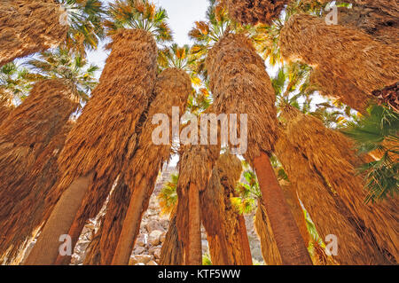 Ventilator Palmen in Anza-Borrego Desert State Park in Kalifornien Stockfoto