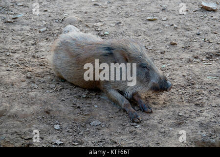 Indisches Wildschwein (Sus scrofa cristatus) Stockfoto