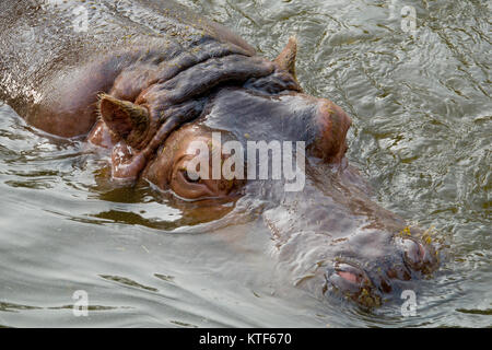 Hippopotamus (Hippo) Baden in Wasser Detailansicht Stockfoto