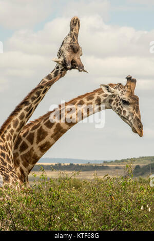 Zwei männlichen Masai Giraffe (Giraffe tippelskirchi) Bekämpfung der Einschnürung um die Vorherrschaft Stockfoto