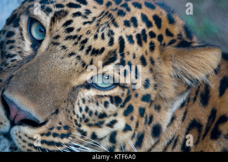 Closeup Portrait der Indische Leopard (Panthera pardus fusca) Stockfoto