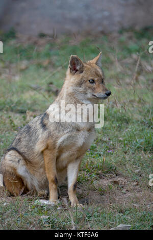 Indische Wolf (Canis lupus pallipes) an Chhatbir Zoo, Punjab, Indien Stockfoto