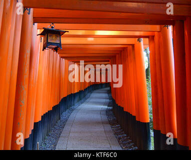 Torii Gates in Fushimi Inari Schrein in Kyoto, Japan. Fushimi Schrein ist der zentrale Ort für rund 40.000 Inari Schreine während des gesamten J Stockfoto