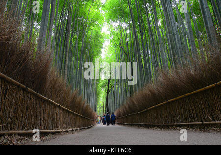 Sagano Bamboo Grove in Arashiyama, Kyoto, Japan. Die Bamboo Grove ist für seine reiche Bambus Stengel in der arashiyama Berge bekannt. Stockfoto