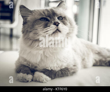 Porträt eines weißen und grauen Katze auf einem weißen Sofa Stockfoto