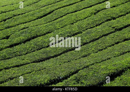 Abstrakte Muster der Teeplantagen in den Cameron Highlands in Malaysia Stockfoto