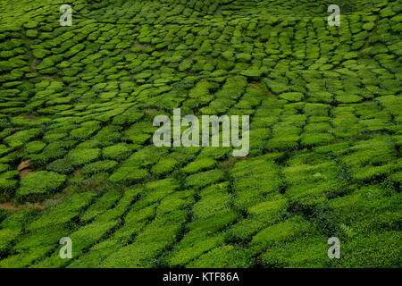 Abstrakte Muster der Teeplantagen in den Cameron Highlands in Malaysia Stockfoto