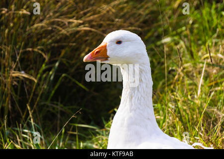 Porträt einer Snow goose oder weiße Gans, Chen caerulescens, Frankreich. Stockfoto