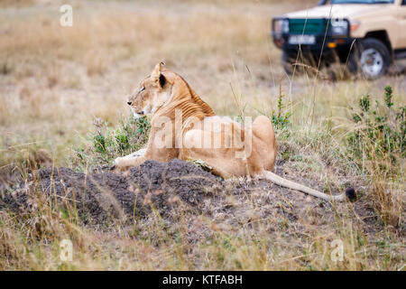 Löwin (Panthera leo) Festlegung auf einem Hügel des Bodens in der Savanne Wiesen mit einem Fahrzeug in der Nähe Safari in der Masai Mara, Kenia Stockfoto