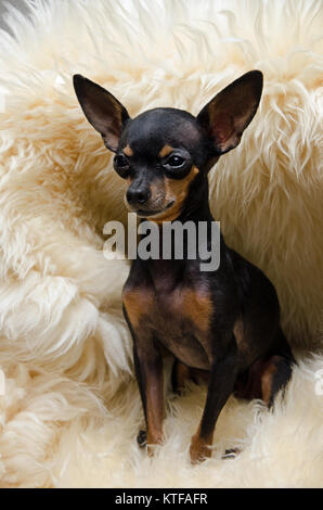 Hund Lilly eine Tasse Tee Chihuahua/Pincher Stockfoto