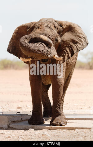 Große Bull Elephant, fast schüchtern, suchen in der Nähe von einem Wasserloch im Etosha, Namibia. Stockfoto