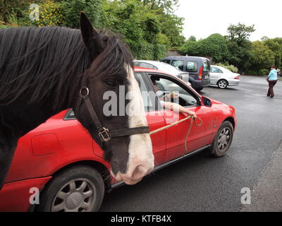 Kreative Pferd Übung in der Nähe von Shannon Irland Stockfoto