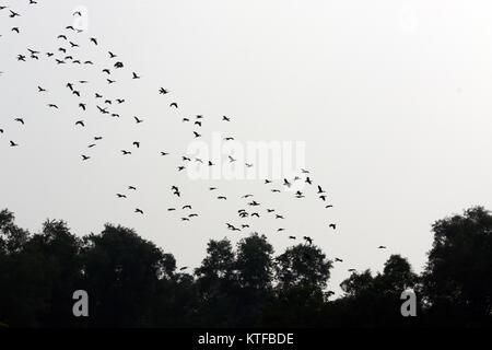 Eine Herde von Zugvögeln bei Jahangirnagar Universität rund 32 Kilometer von Dhaka. Stockfoto