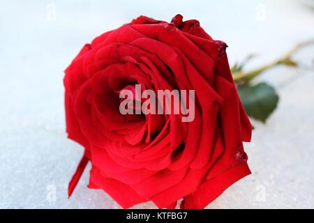 Red Rose auf weißem Schnee im Winter Zeit im Garten kalt aber bunt warme Gefühl machen und schön im Herzen Stockfoto