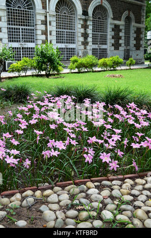 Rosa Blumen im Garten mit alten Gebäude im Hintergrund innerhalb der Roten Fort Komplex genommen Delhi Indien Stockfoto