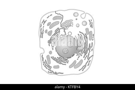 Tier die menschliche Zelle Struktur pädagogischen Wissenschaft. Mikroskop 3d-Kern eukaryotischen Organell Medizin Analyse. Leuchtende weiß grau Biologie poster Vorlage isoliert Line Art Vector Illustration Stock Vektor