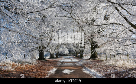 Raureif auf einer Allee von Buche und Kastanie Bäume Stockfoto