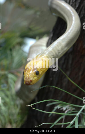 Portrait von South Australian woma Python, Aspidites ramsayi, auf einem Baum Stockfoto