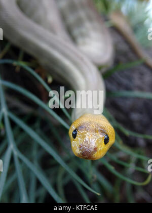 Portrait von South Australian woma Python, Aspidites ramsayi, auf einem Baum Stockfoto