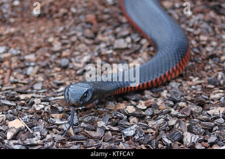 Australische Rotbauch schwarze Schlange, Pseudichis porphyriacus Stockfoto