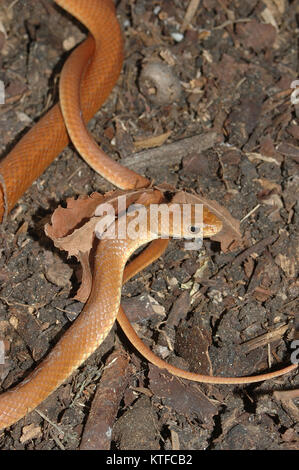 Junge Australian Eastern brown Snake, Pseudichis Australis Stockfoto