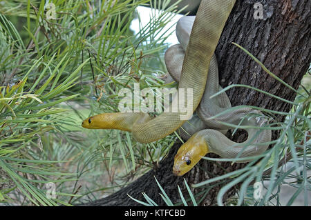 Paar South Australian woma Pythons, Aspidites ramsayi, auf einem Baum Stockfoto