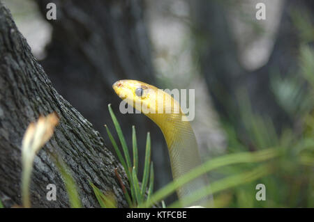 Portrait von South Australian woma Python, Aspidites ramsayi, auf einem Baum Stockfoto