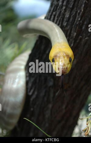 Portrait von South Australian woma Python, Aspidites ramsayi, auf einem Baum Stockfoto