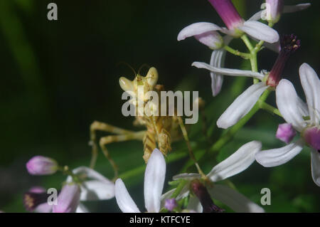 Blume Gottesanbeterin (ähnlich Pseudocreobotra Wahlbergii) auf Blütenstrauch in Tamil Nadu, Südindien Stockfoto