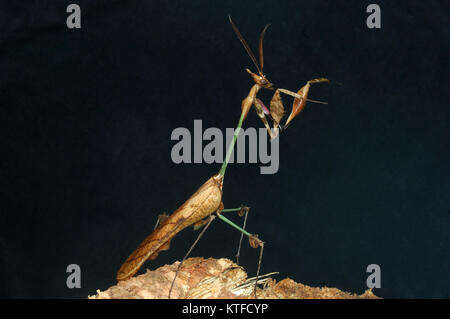 Gut getarnt ähnliche in Tamil Nadu, Südindien, die Violine Gottesanbeterin mantis Stockfoto