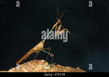 Gut getarnt ähnliche in Tamil Nadu, Südindien, die Violine Gottesanbeterin mantis Stockfoto