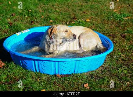 Junge gelbe lab Welpen Abkühlung in einem kleinen blauen Pool. Stockfoto