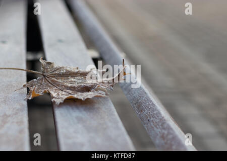 Nahaufnahme einer einzelnen Herbst Ahorn Blatt bedeckt mit Raureif auf einer Holzbank, Stockfoto