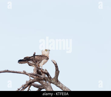 Südliche gebändert Schlangenadler (Circaetus fasciolatus) im Tarangire Nationalpark Stockfoto