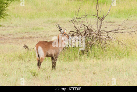 Nahaufnahme der Wasserböcke (Kobus ellipsiprymnus, oder "KURU" in Swaheli) Bild auf Safari in die Serengeti/Tarangire, Lake Viele entfernt Stockfoto