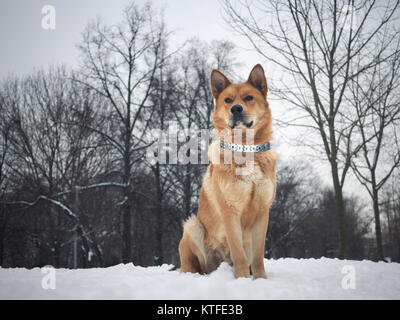 Grosse schöne Red Dog. Winter, Schnee. Der Rasse Akita Inu Stockfoto