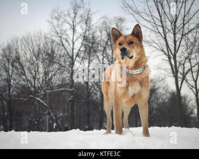 Grosse schöne Red Dog. Winter, Schnee. Der Rasse Akita Inu Stockfoto