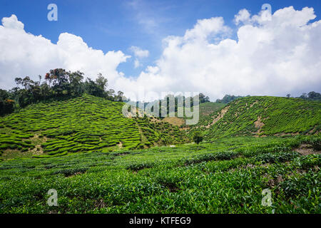 Kaffee Felder am Sommer, der in Cameron Highlands, Malaysia. Stockfoto