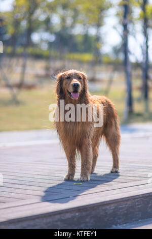 Der Golden Retriever ist Aalen in der Sonne Stockfoto