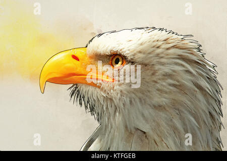 Digital Nahaufnahme Bild des Kopfes und des Wechsels ein Weißkopfseeadler (Haliaeetus leucocephalus) einem Nordamerikanischen Raubvogel verbesserte Stockfoto