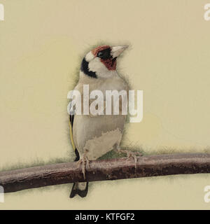 Digital verbesserte Bild einer Europäischen Stieglitz (Carduelis carduelis) Zucht im Gefieder auf einen Ast. Stockfoto