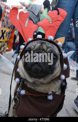 Mexico City, Mexico, Mexiko. 23 Dez, 2017. Ein Mops Hund gesehen, gekleidet in Weihnachten Kostüm während der Veranstaltung. Die Menschen trafen sich in der Revolucion Denkmal der 3. jährlichen Masse zu Fuß von Mops Hunde mit Weihnachten Kostüme Weihnachten zu feiern, um zu beginnen. Credit: Carlos Tischler/SOPA/ZUMA Draht/Alamy leben Nachrichten Stockfoto