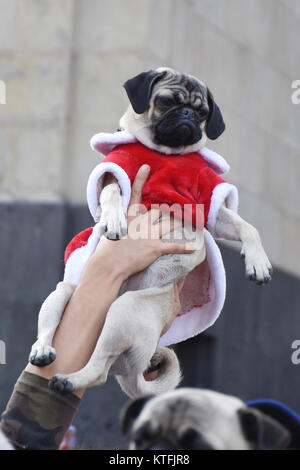Mexico City, Mexico, Mexiko. 23 Dez, 2017. Ein Mops Hund gesehen, gekleidet in Weihnachten Kostüm während der Veranstaltung. Die Menschen trafen sich in der Revolucion Denkmal der 3. jährlichen Masse zu Fuß von Mops Hunde mit Weihnachten Kostüme Weihnachten zu feiern, um zu beginnen. Credit: Carlos Tischler/SOPA/ZUMA Draht/Alamy leben Nachrichten Stockfoto