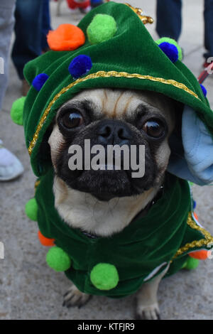 Mexico City, Mexico, Mexiko. 23 Dez, 2017. Ein Mops Hund gesehen, gekleidet in Weihnachten Kostüm während der Veranstaltung. Die Menschen trafen sich in der Revolucion Denkmal der 3. jährlichen Masse zu Fuß von Mops Hunde mit Weihnachten Kostüme Weihnachten zu feiern, um zu beginnen. Credit: Carlos Tischler/SOPA/ZUMA Draht/Alamy leben Nachrichten Stockfoto