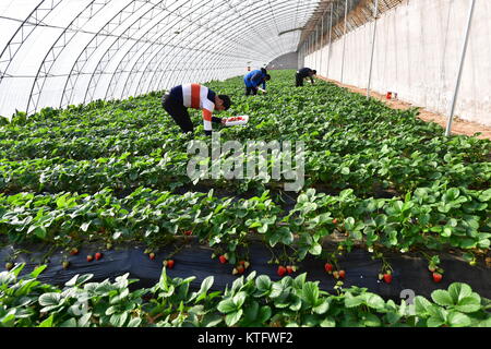 Shijiazhuang, Provinz Hebei Provinz Chinas. 24 Dez, 2017. Die Landwirte wählen Sie Erdbeeren in einem Gewächshaus in Luanxian County, im Norden der chinesischen Provinz Hebei, Dez. 24, 2017. Credit: Mu Yu/Xinhua/Alamy leben Nachrichten Stockfoto