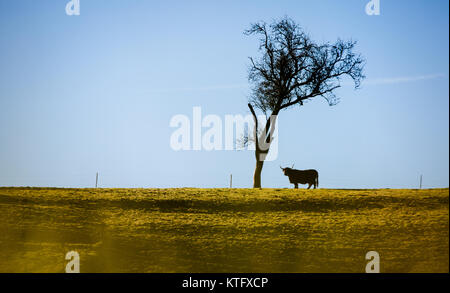 Kaisersbach, Deutschland. 25 Dez, 2017. Ein Ochse stehend in einem Feld in der Sonne in der Nähe von Kaisersbach, Deutschland, 25. Dezember 2017. Credit: Christoph Schmidt/dpa/Alamy leben Nachrichten Stockfoto