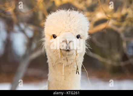 Quecksilber, Frankreich. 25 Dez, 2017. Ein Alpaka dargestellt in Mercury, Frankreich, 25. Dezember 2017. Credit: Christophe Kirschtorte/dpa/Alamy leben Nachrichten Stockfoto